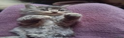 Mixed Breed cats for sale: AWESOME FLUFFY CHUNKY NORWEGIAN FOREST CAT X - Advert 16