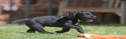 Sprocker dogs for sale: Sprockers for sale.  in Bicester - Advert 8