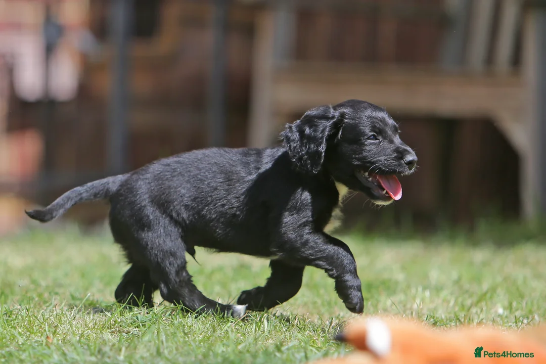 Sprocker dogs for sale: Sprockers for sale.  in Bicester - Advert 8