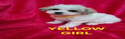Bichon Frise dogs for sale: Bichon puppies for sale - Advert 6