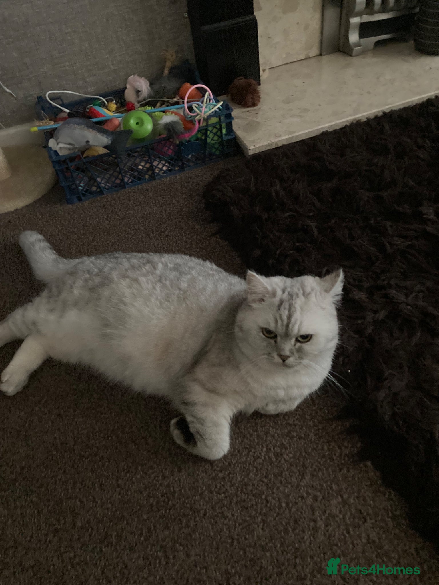 Mixed Breed cats for sale: Julie in Pontefract - Advert 1