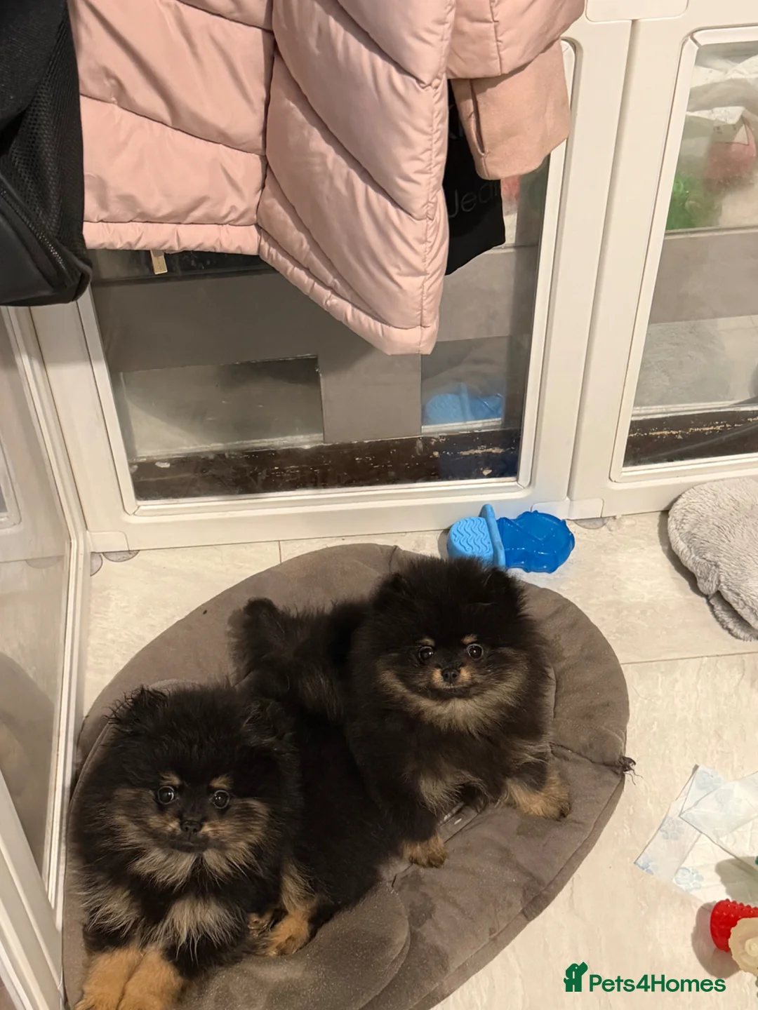 Pomeranian dogs for sale: Black & tan Pomeranian's 2xboys 1x girl    - Advert 1