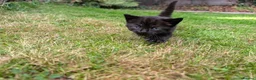 Mixed Breed cats for sale: Georgous Kittens Looking For A New Home - Advert 26