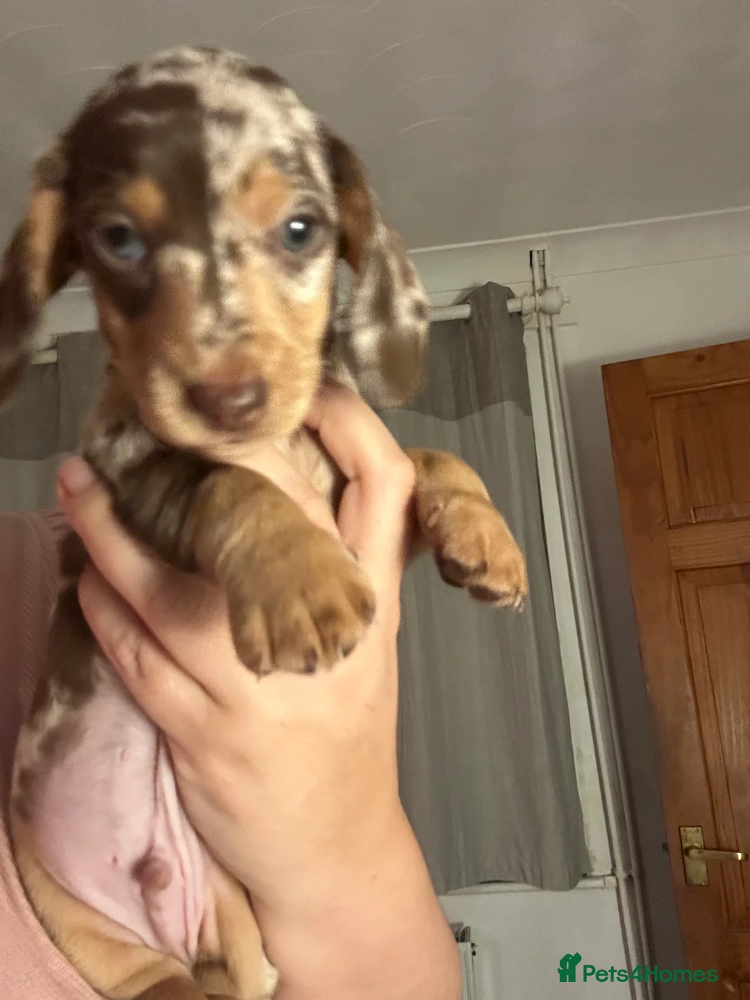 Miniature Dachshund dogs for sale: 2 stunning miniature dachshunds 🔆 - Advert 2