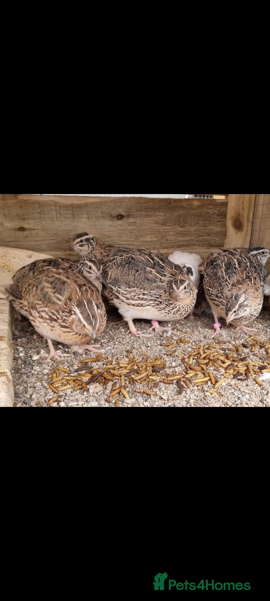 Quail poultry for sale: 🐣 Live Coturnix Jumbo Quail for Sale 🐣 - Advert 1