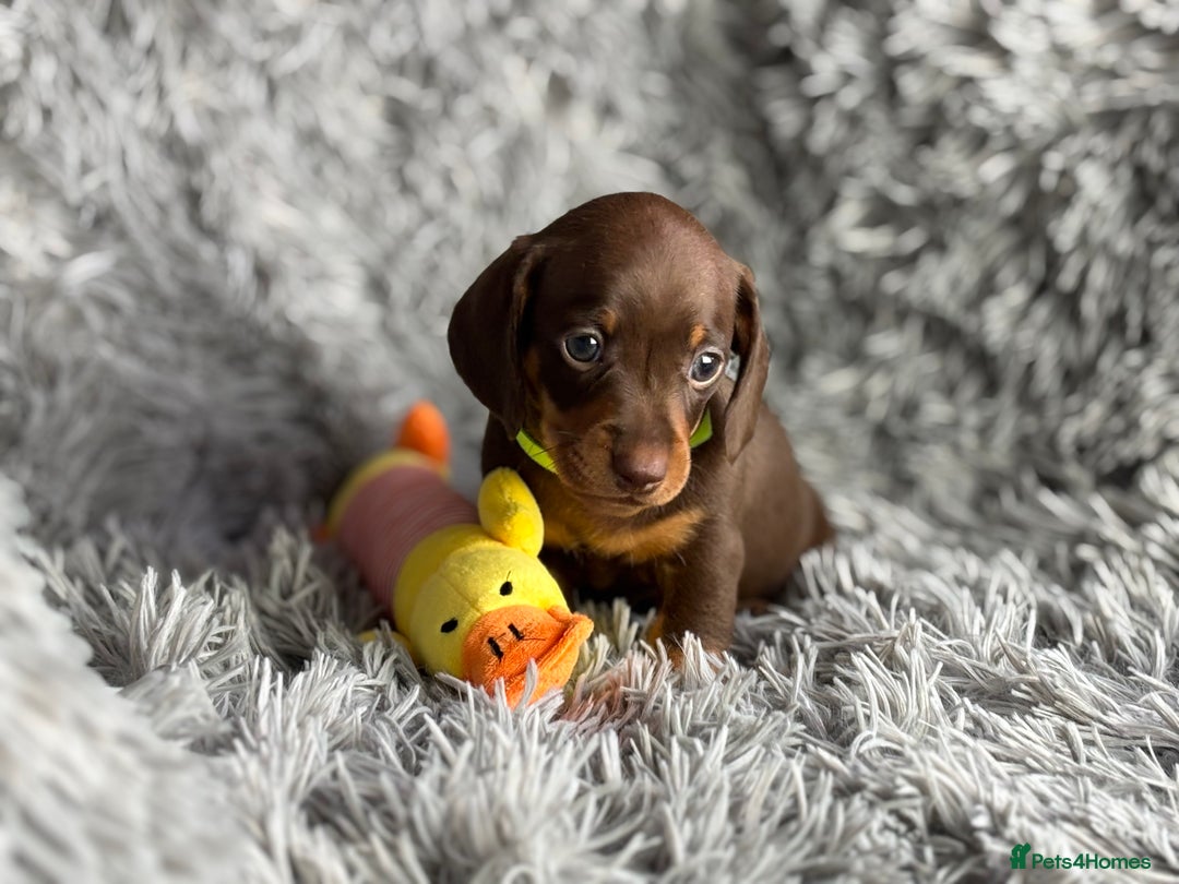 Miniature Dachshund dogs for sale: Last one available PRA Clear Miniature Dachshund  - Advert 7