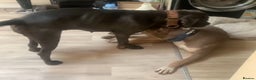 Mixed Breed dogs for sale: Caine corso/ American bully 10 weeks - Advert 16