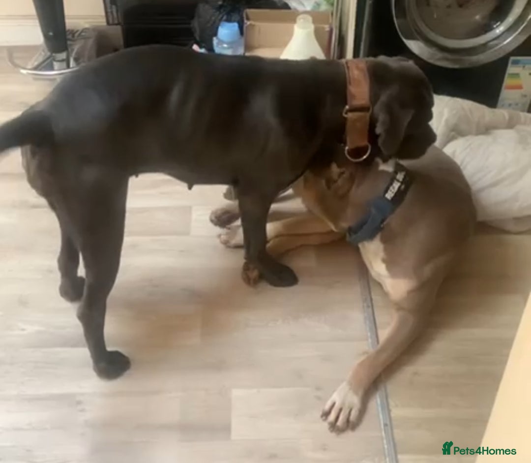 Mixed Breed dogs for sale: Caine corso/ American bully 10 weeks - Advert 16