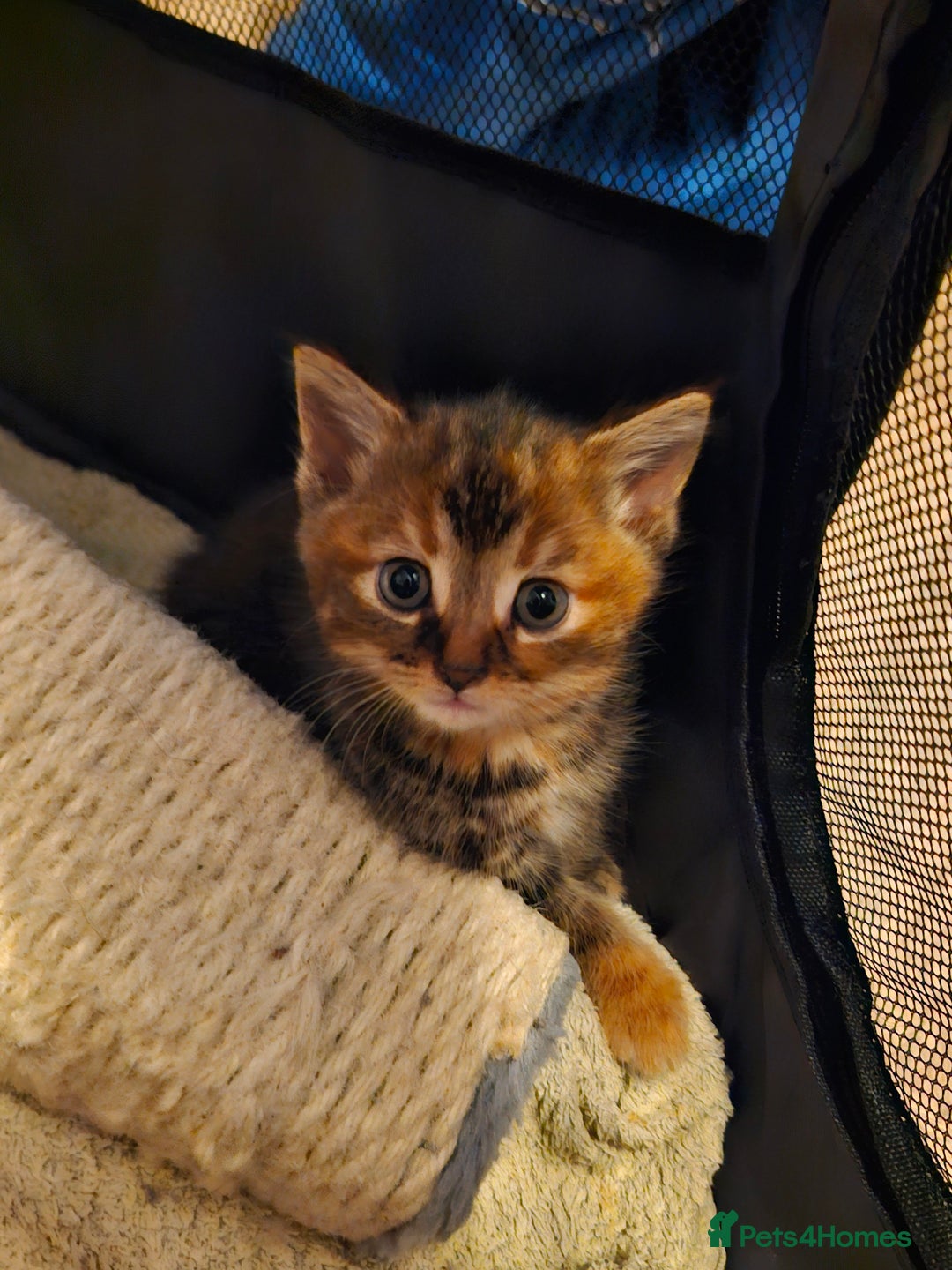 Mixed Breed cats for sale: 4 beautiful kittens  - Image 5