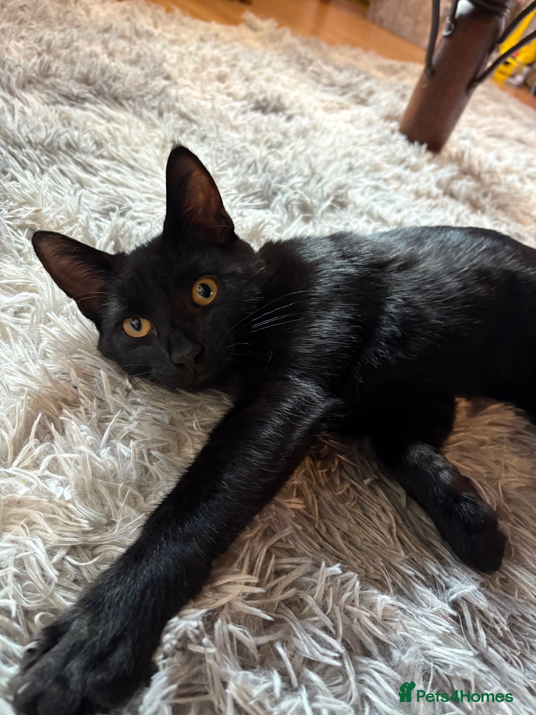 Domestic Shorthair cats for sale: Rehoming my male kitten - Image 1