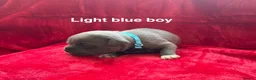 Staffordshire Bull Terrier dogs for sale: 8 stunning Stafford bull terrier puppies - Advert 28