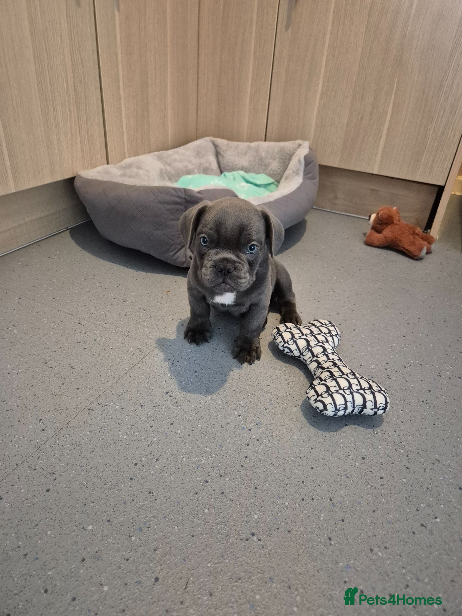 French Bulldog dogs Male blue french bulldog puppy  - Advert 1
