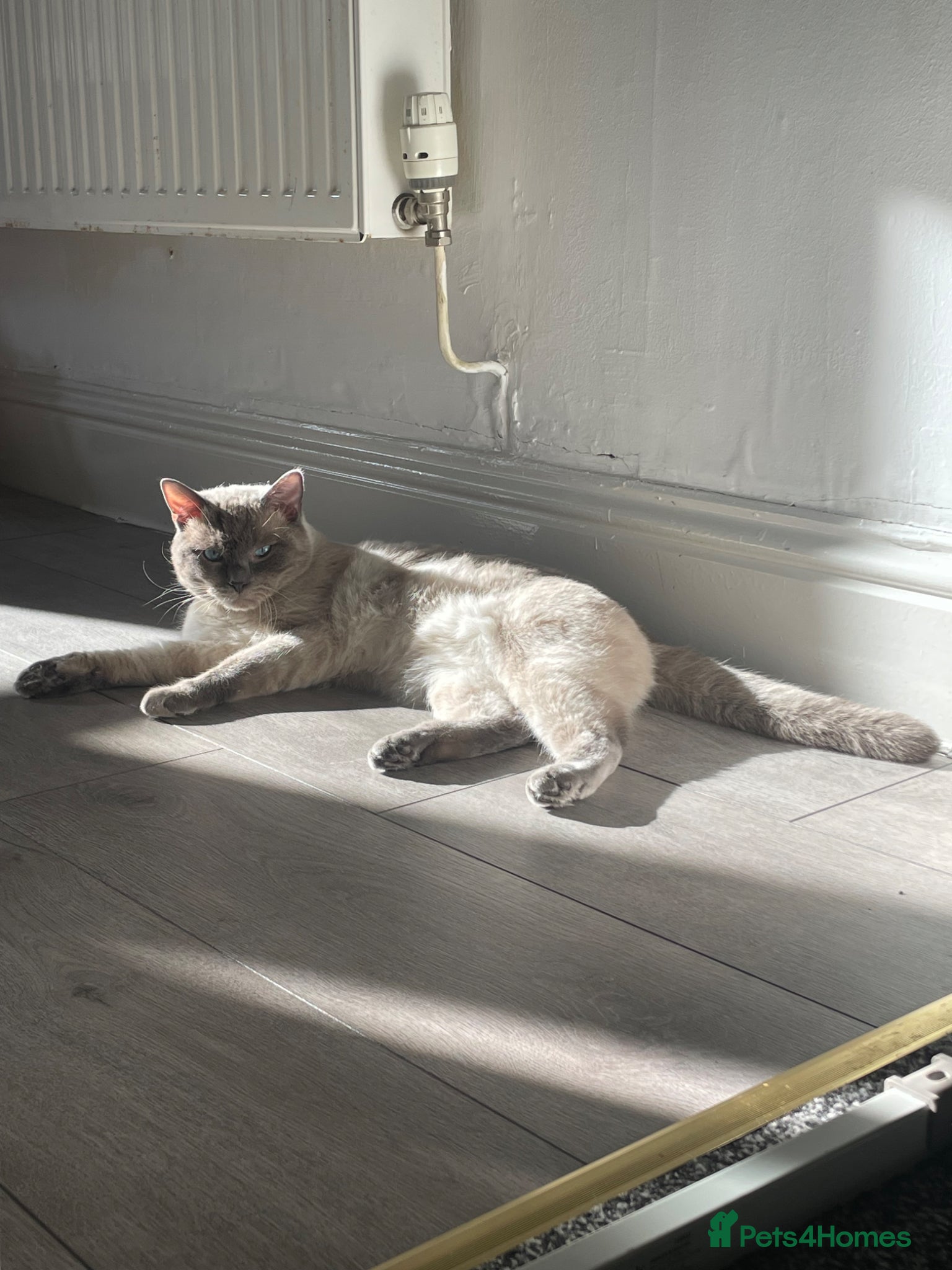 Ragdoll cats 2 year old ragdoll cat - Advert 1