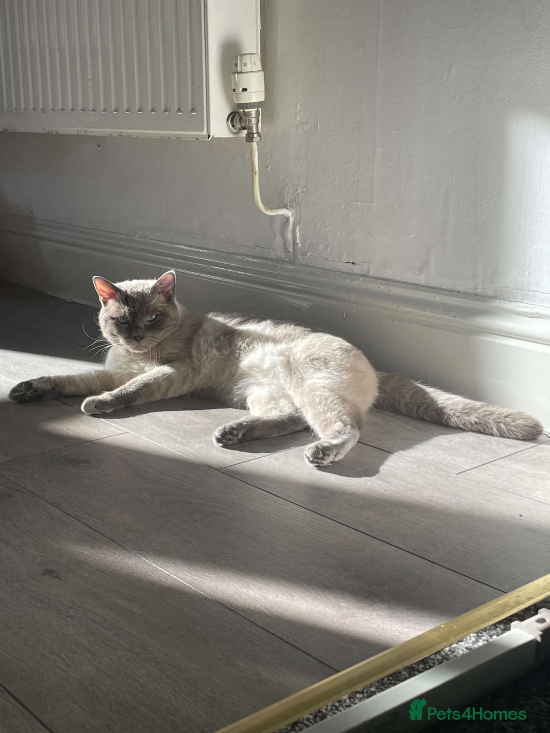 Ragdoll cats for sale: 2 year old ragdoll cat in Paisley - Advert 1