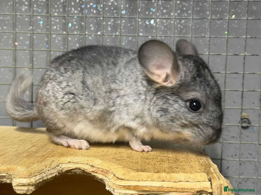 Chinchilla rodents for sale: Baby chinchilla 11 weeks old - Advert 1
