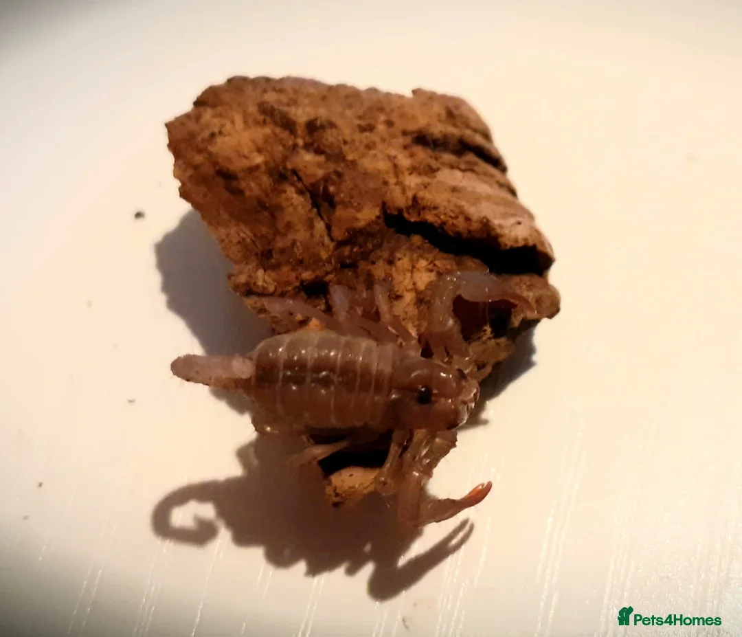 Scorpions invertebrates for sale: Asian Forest Scorpions Available Now - Advert 3