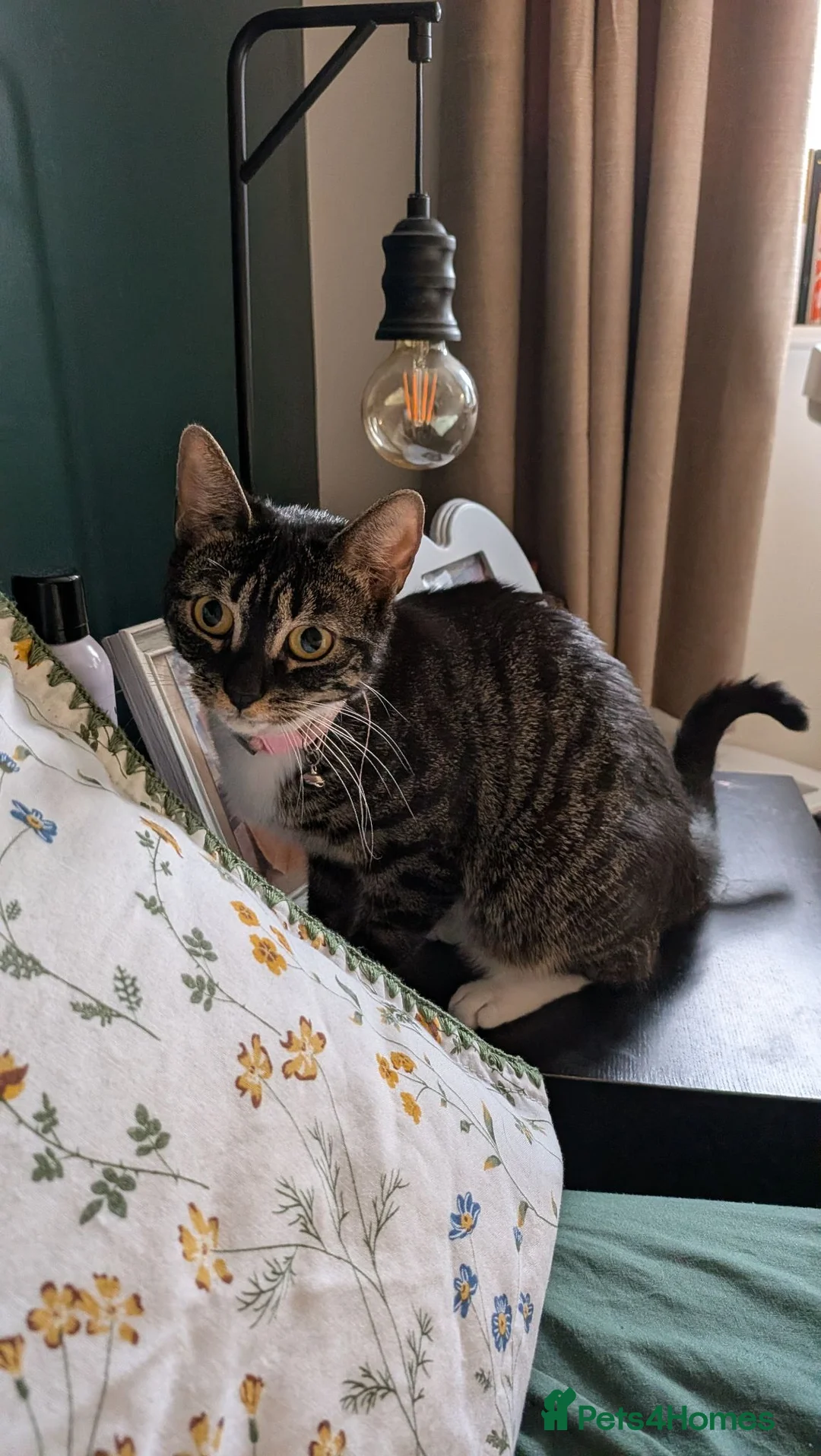 Mixed Breed cats for sale: Beautiful female cat  - Advert 2