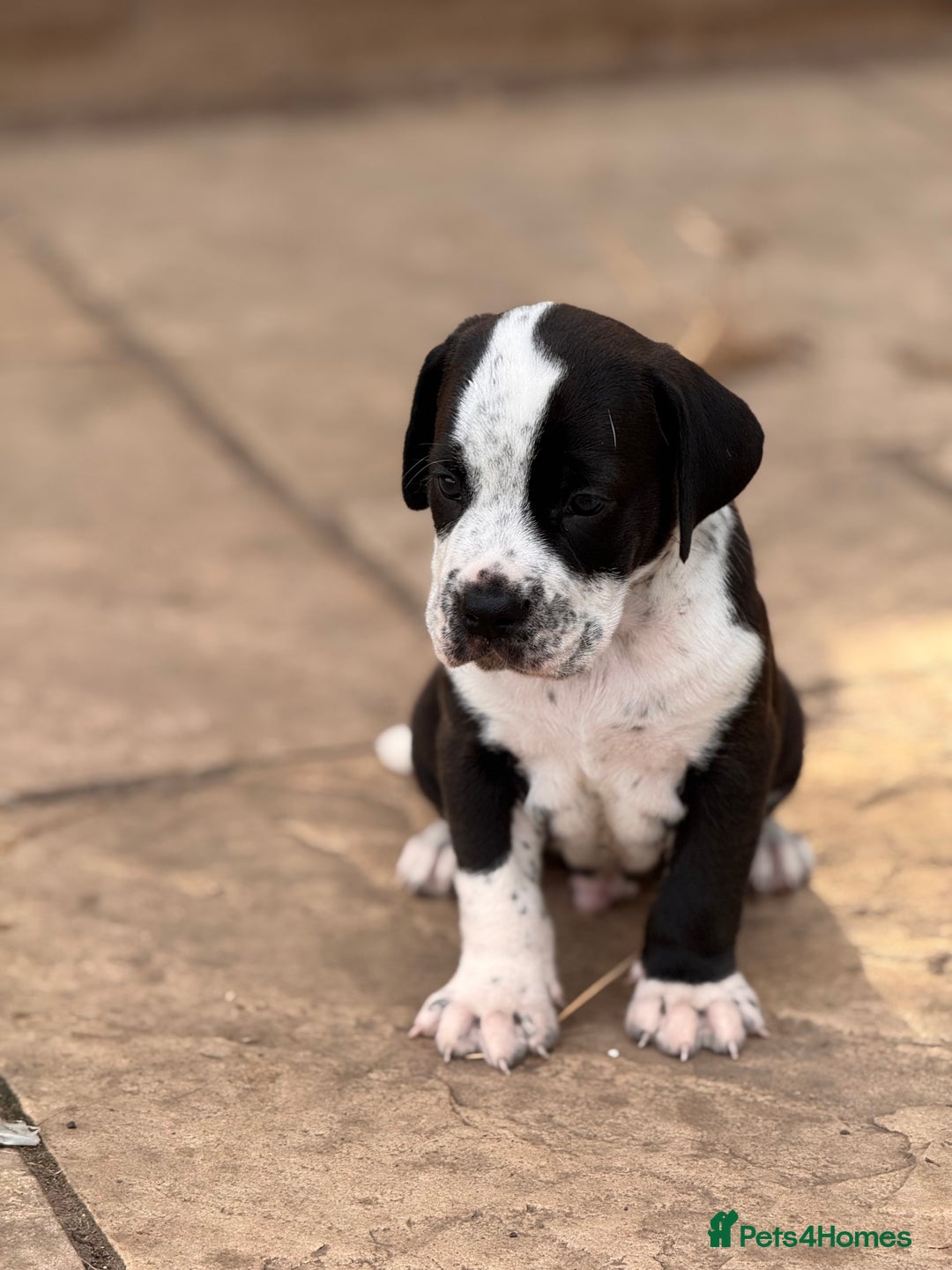 Mixed Breed dogs for sale: Rare English Bulldog x Bracco Italiano Puppies - Image 5