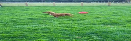 Mixed Breed dogs for sale: Border Collie X Cocker Spaniel puppies for sale in Chorley - Advert 3