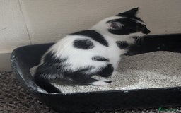 Mixed Breed cats for sale: Kitten - Image 5