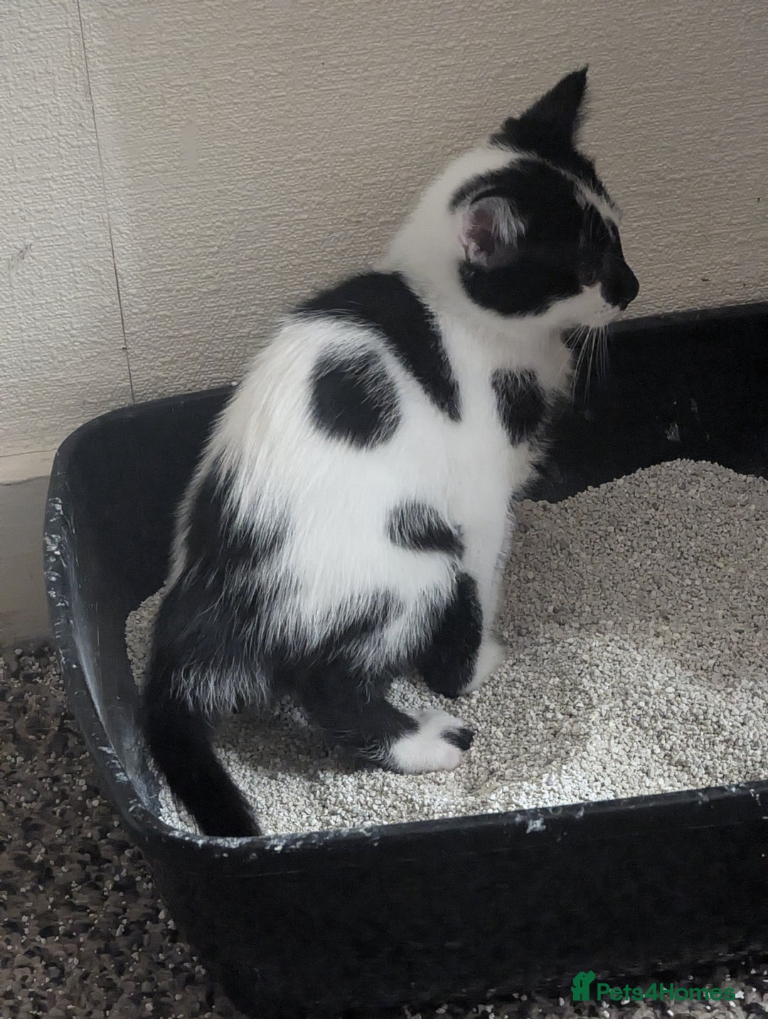 Mixed Breed cats for sale: Kitten - Image 5