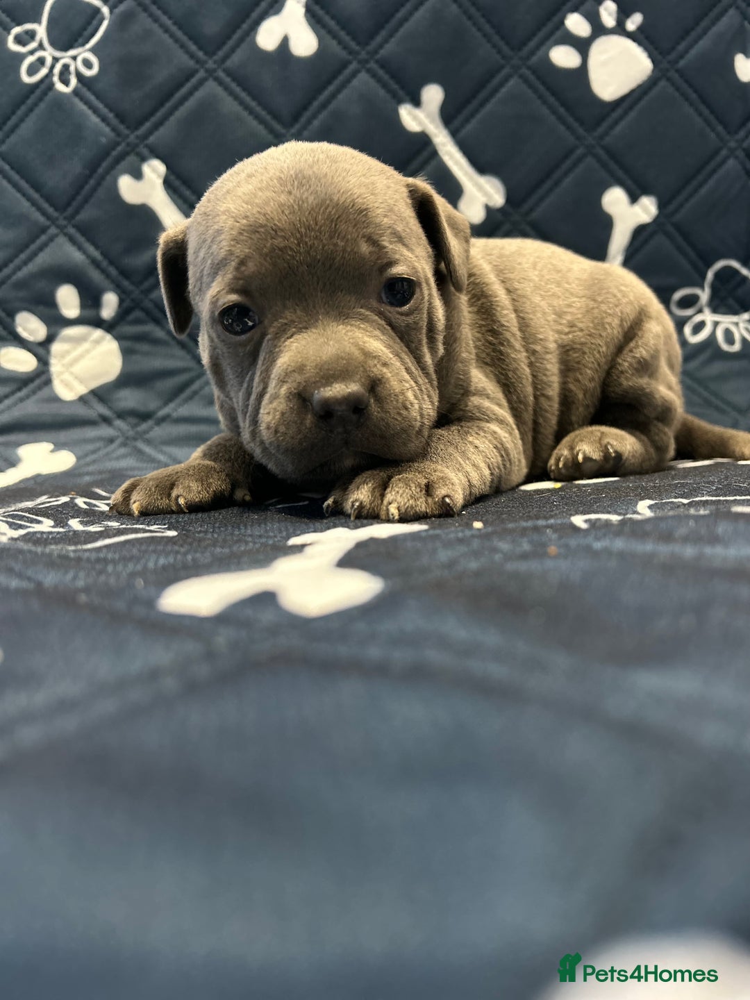 Staffordshire Bull Terrier dogs for sale: Blue kc Staffordshire bull terrier  - Advert 2