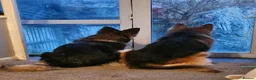 German Shepherd dogs for sale: Beautiful GSD puppies - Advert 10