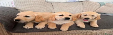 Golden Retriever 1