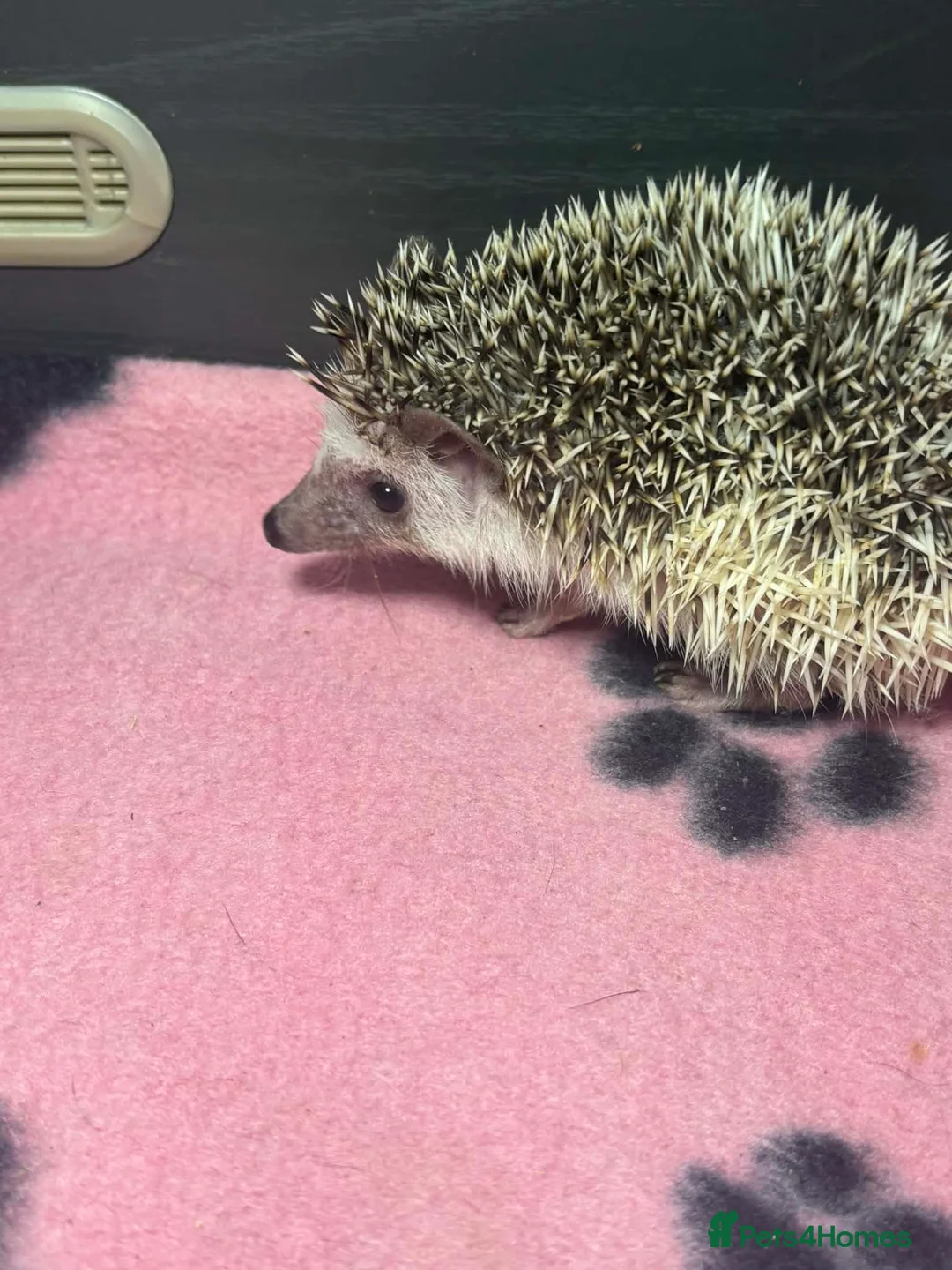 Pygmy Hedgehog rodents for sale: 2 male African pygmy hedgehogs for sale  in Airdrie - Advert 1