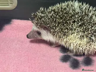 Pygmy Hedgehog rodents 2 male African pygmy hedgehogs for sale - Advert 1