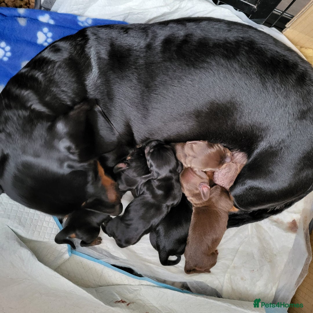 Dachshund dogs for sale: Wonderful dachshund puppies  - Advert 2