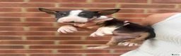 English Bull Terrier dogs for sale: ENGLISH BULL TERRIER PUPPYS - Advert 9