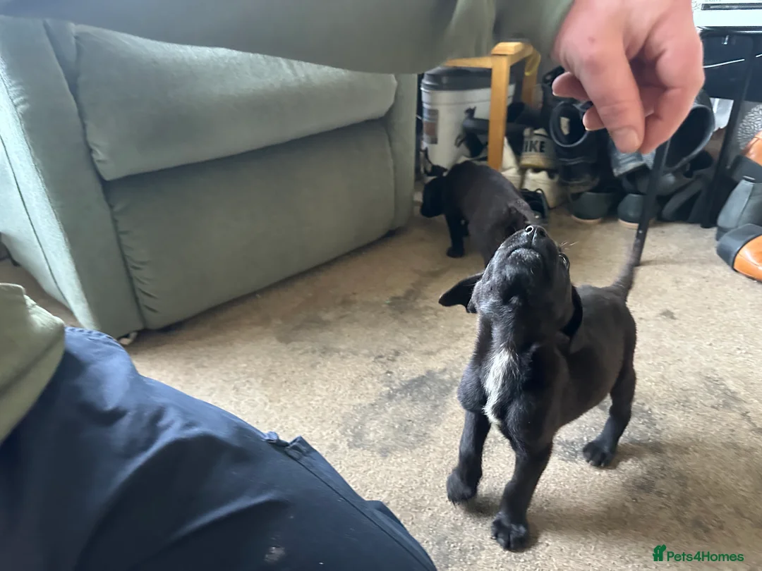 Mixed Breed dogs for sale: Puppies - Advert 17