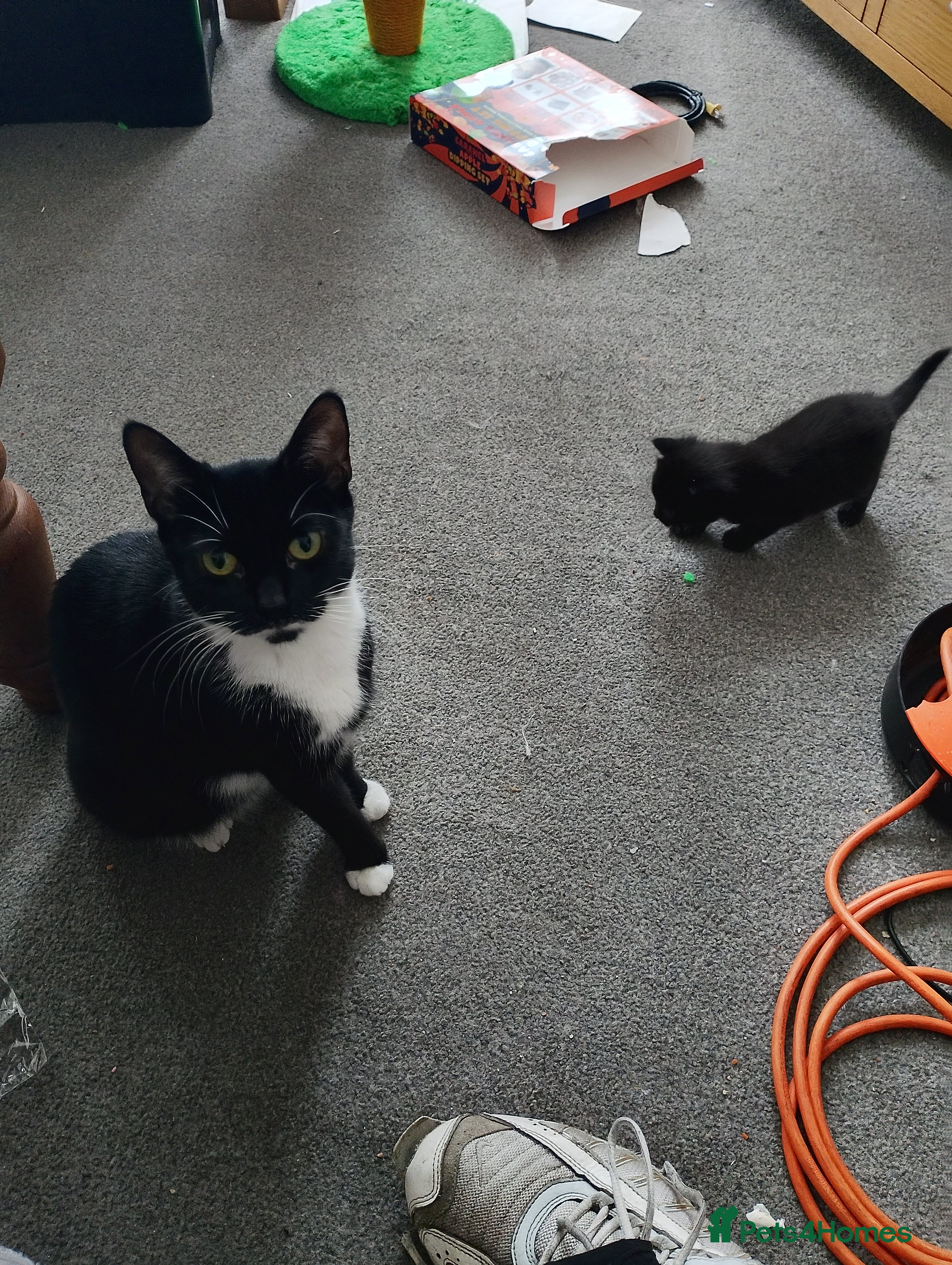 British Shorthair cats 3 stunning kittens all very cute  - Advert 10