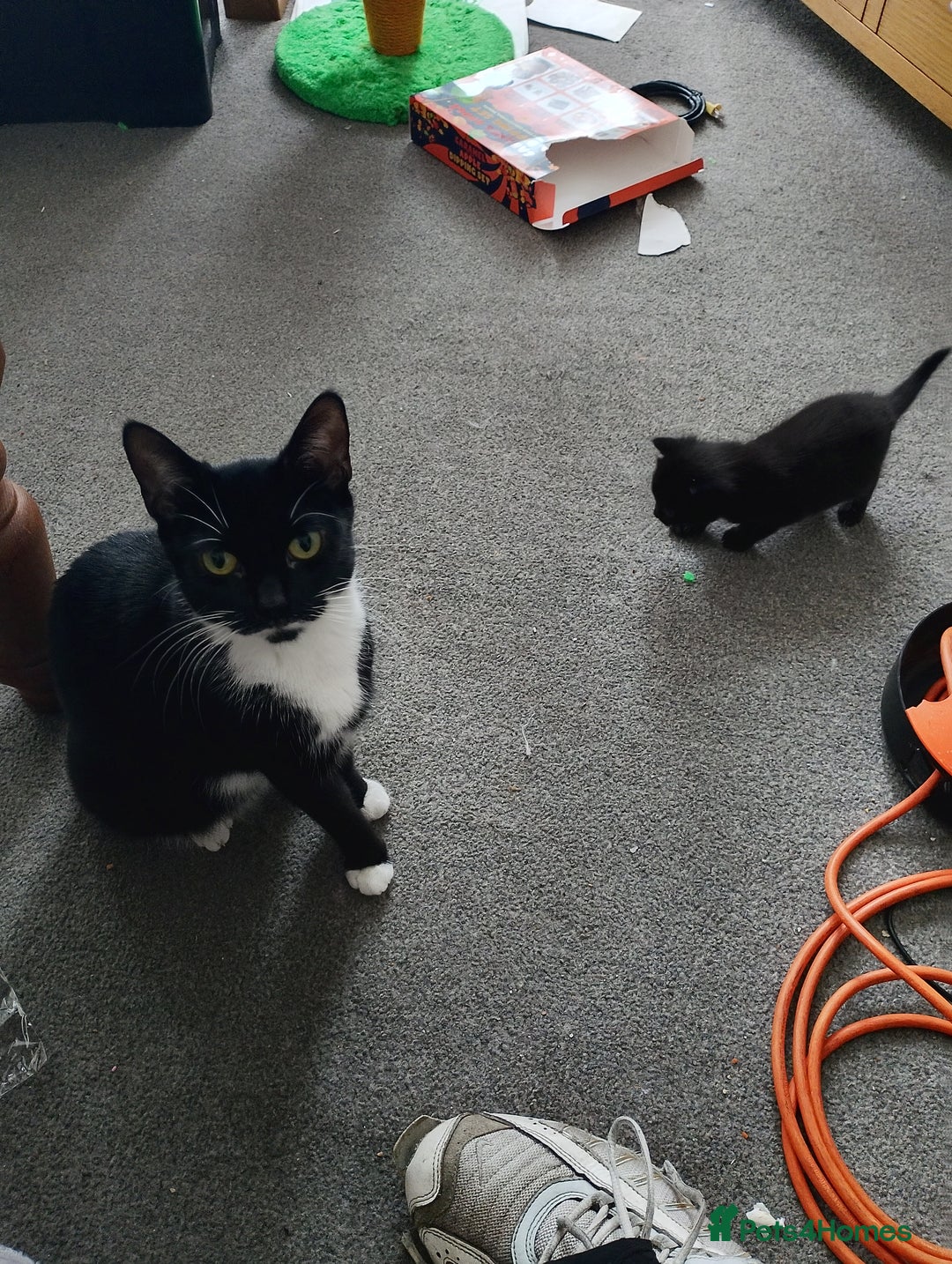 British Shorthair cats for sale: 3 stunning kittens all very cute  - Advert 1