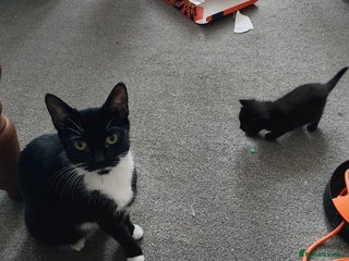 British Shorthair cats 3 stunning kittens all very cute - Advert 1