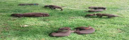 Mixed Breed dogs for sale: Chocolate puppies - Weim x WH Vizsla - Advert 18