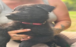 German Shepherd dogs for sale: German shepherd puppies ready to leave now - Image 11