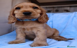 Cocker Spaniel dogs for sale: Stunning SHOW cockers READY TO LEAVE  - Image 28