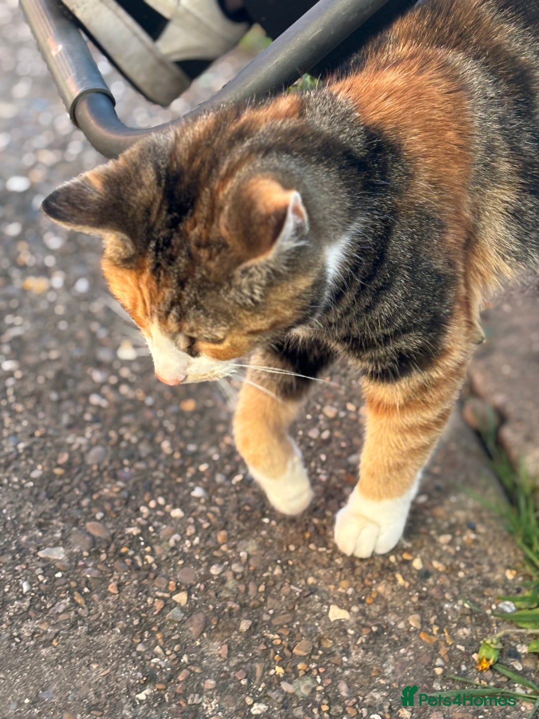 Mixed Breed cats for sale: 2 Bonded Neutered Females - Advert 8