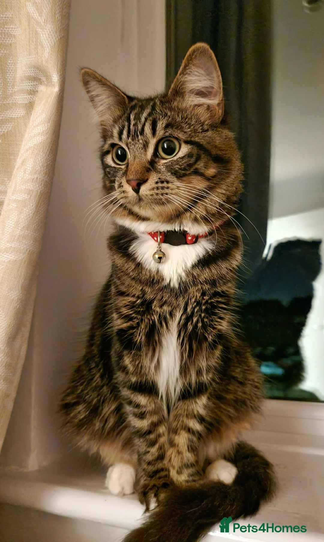 Domestic Shorthair cats for sale: Sweet Tabby Boy Looking for a Loving Home - Advert 2