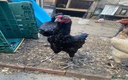 Chickens poultry for sale: Aseel cross cockerel, aseel hens & shamo hen in London - Image 7