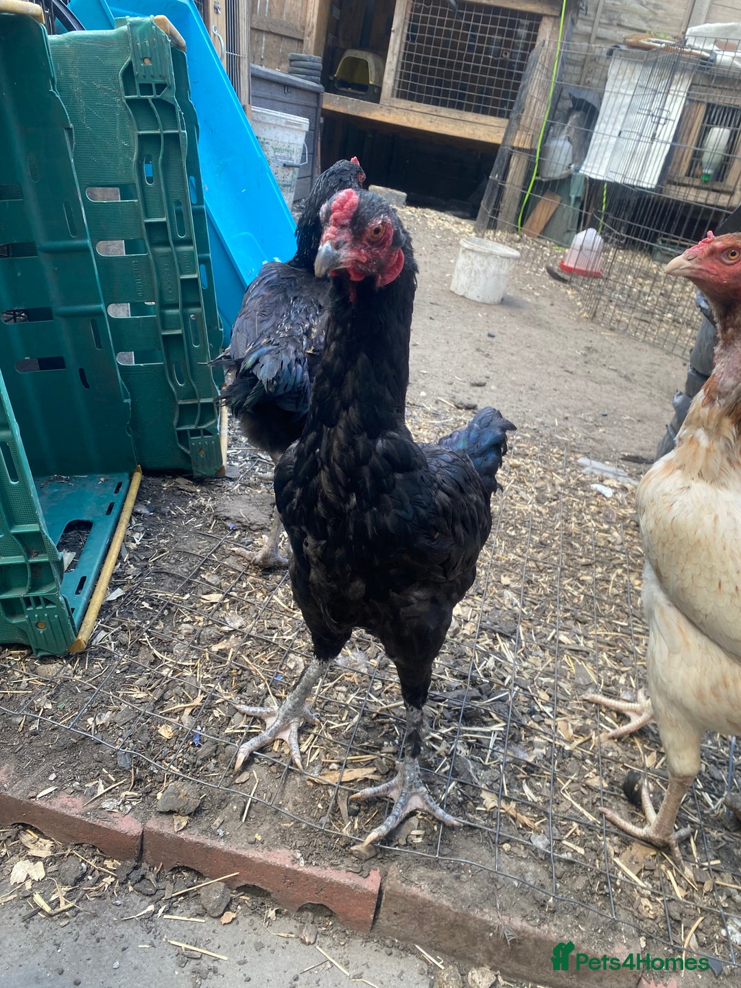 Chickens poultry for sale: Aseel cross cockerel, aseel hens & shamo hen in London - Image 7