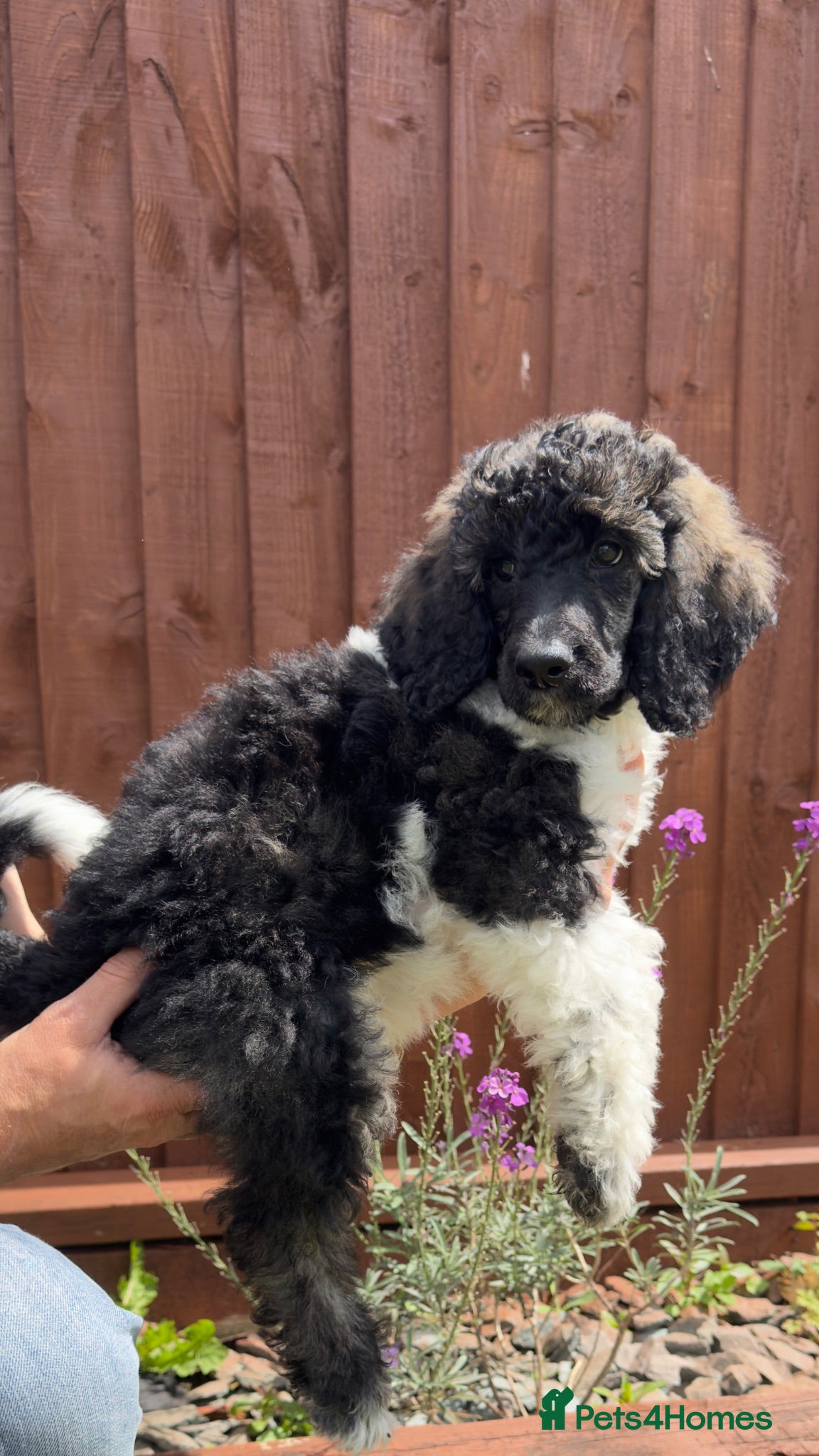 Standard Poodle dogs READY NOW!! KC reg quality pups  - Advert 2