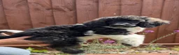 Standard Poodle dogs for sale: READY NOW!! KC reg & fully vaccinated  - Advert 1