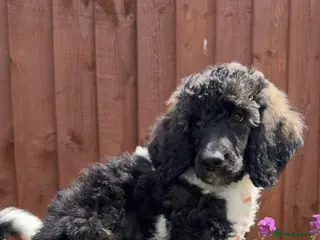 Standard Poodle dogs READY NOW!! KC reg quality pups - Advert 2