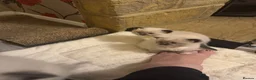 Ragdoll cats for sale: Adorable Beautiful Seal Mitted Ragdoll Kittens  - Advert 17