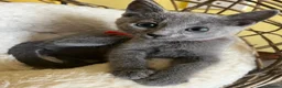 Russian Blue cats for sale: TICA REGISTERED Pure Breed Russian Blue Kittens - Advert 13