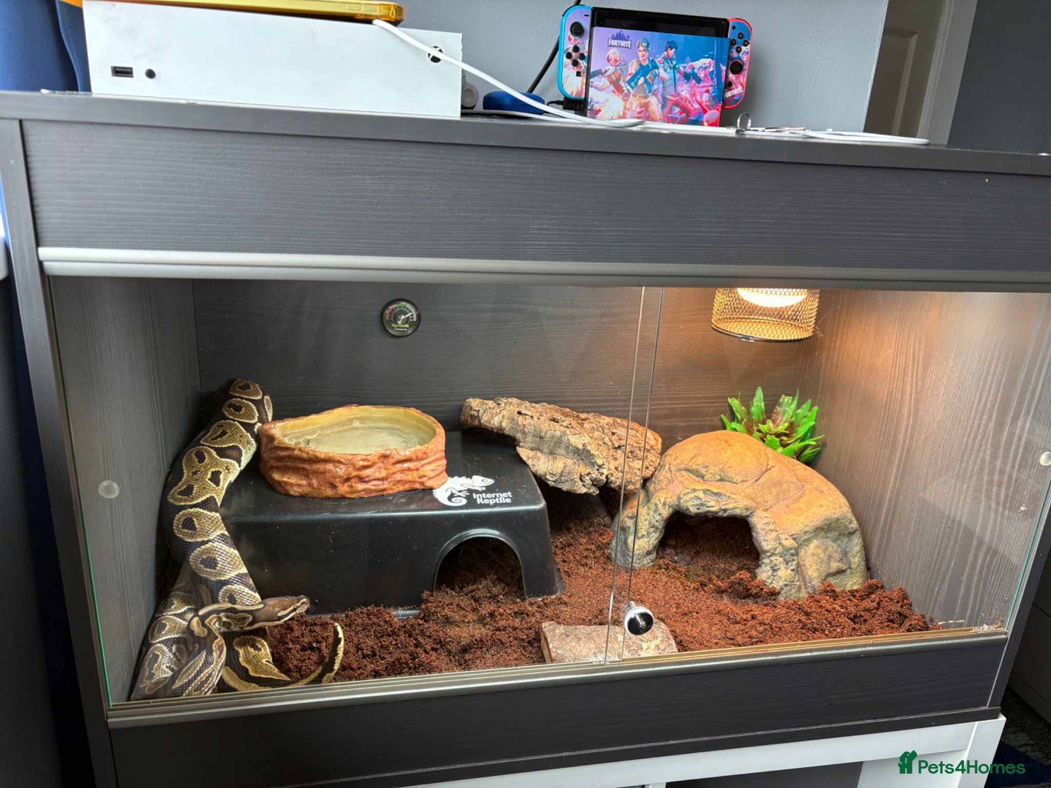 Python Snake reptiles Royal python and full setup  - Advert 1