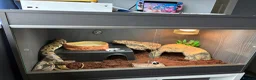 Python Snake reptiles for sale: Royal python and full setup  - Advert 1